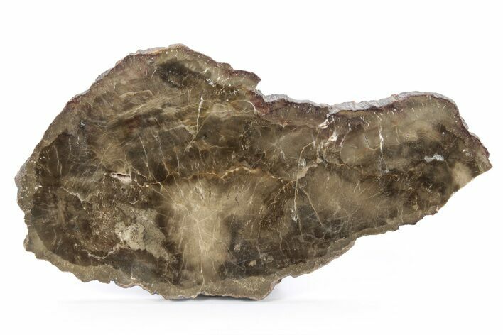 Polished Petrified Wood Slab - Utah #244898